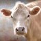 Up Close Cow Poster Print by Lori Deiter - Item # VARPDXLD879A